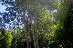 Ocotea bullata
