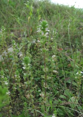 Euphrasia caucasica
