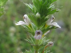 Euphrasia caucasica