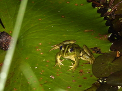Pelophylax fukienensis