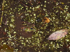 Pelophylax fukienensis