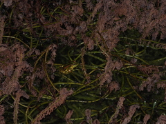 Pelophylax fukienensis