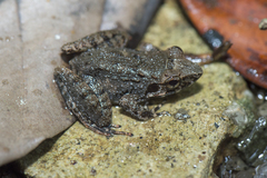 Limnonectes paramacrodon