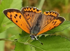 Lycaena panava
