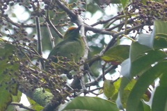 Psilopogon armillaris