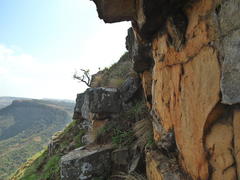 Aeollanthus parvifolius