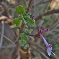Aeollanthus parvifolius
