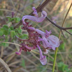 Aeollanthus parvifolius