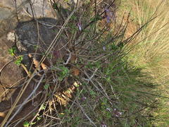 Aeollanthus parvifolius