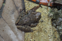 Limnonectes paramacrodon