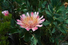 Protea lacticolor
