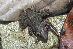 Limnonectes paramacrodon