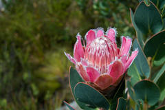 Protea lacticolor