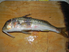 Mullus barbatus ponticus