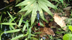 Agrionoptera sexlineata