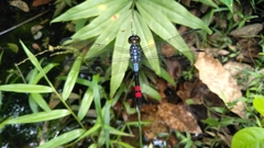 Agrionoptera sexlineata