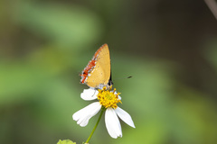 Heliophorus epicles