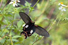 Papilio alcmenor