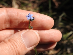 Cynoglossum australe