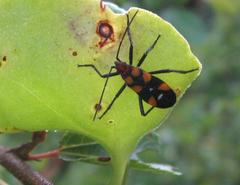 Oncopeltus famelicus