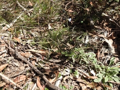 Cynoglossum australe