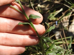 Cynoglossum australe