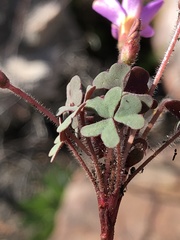 Oxalis attaquana