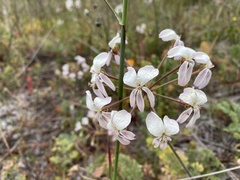 Pelargonium triste