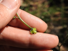 Cynoglossum australe