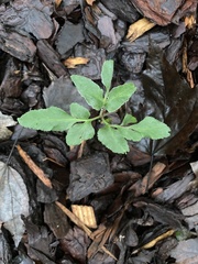 Sceptridium biternatum image