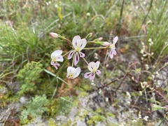 Pelargonium triste