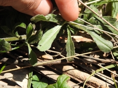 Cynoglossum australe