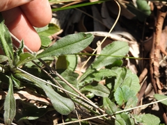 Cynoglossum australe