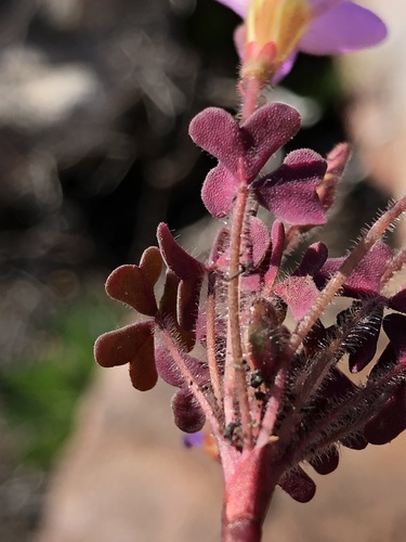 Image of Attaquas Sorrel (Oxalis attaquana) by (c) Dave U, some rights reserved (CC BY-SA)