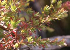 Cliffortia complanata