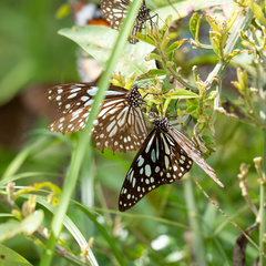 Tirumala limniace