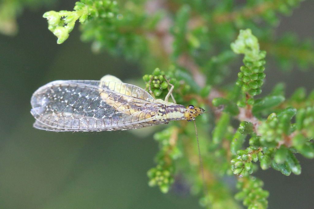 Pamochrysa