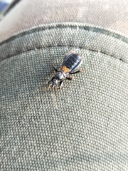 Peirates fuliginosus