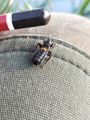 Peirates fuliginosus