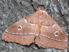 Gonimbrasia belina