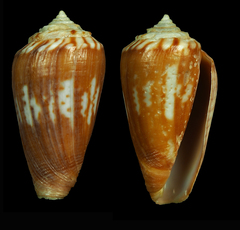 Conus algoensis