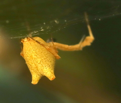 Uloborus plumipes