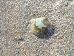 Pteriidae