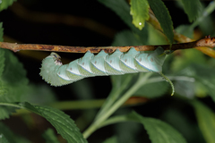 Acherontia