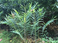 Hedychium