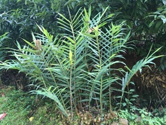 Hedychium coccineum image