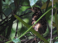 Zoothera dauma dauma