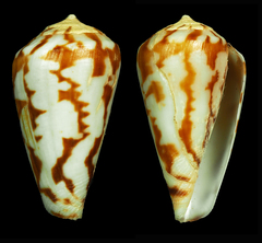 Conus algoensis simplex