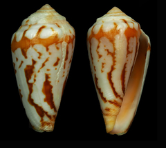 Conus algoensis simplex