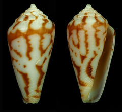 Conus algoensis simplex